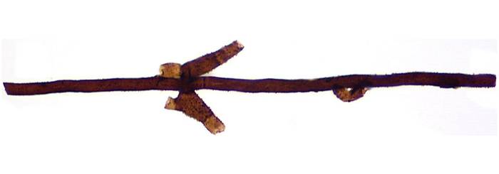 Ископаемый гриб (Tortotubus protuberans), фото фотография ископаемые