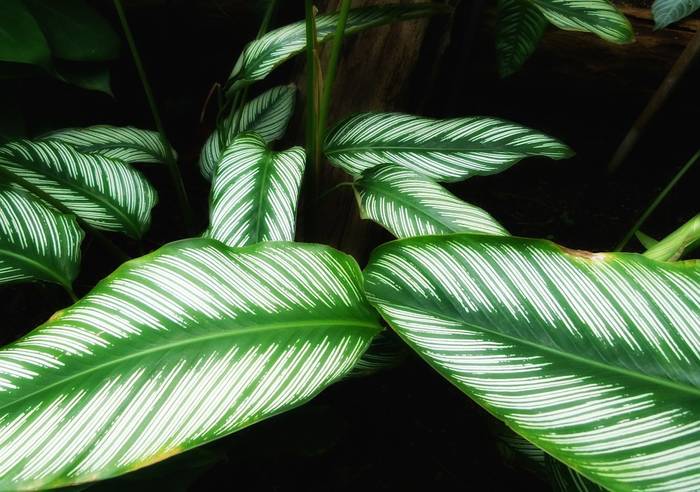 Калатея украшенная (Calathea ornata), фото фотография растения