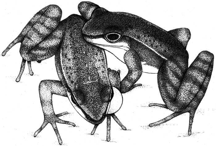Бразильская лягушка-лесолюб (Hylodes japi), фото фотография амфибии