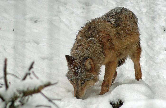 Гималайский волк (Canis himalayensis, Canis lupus chanco), фото фотография хищники