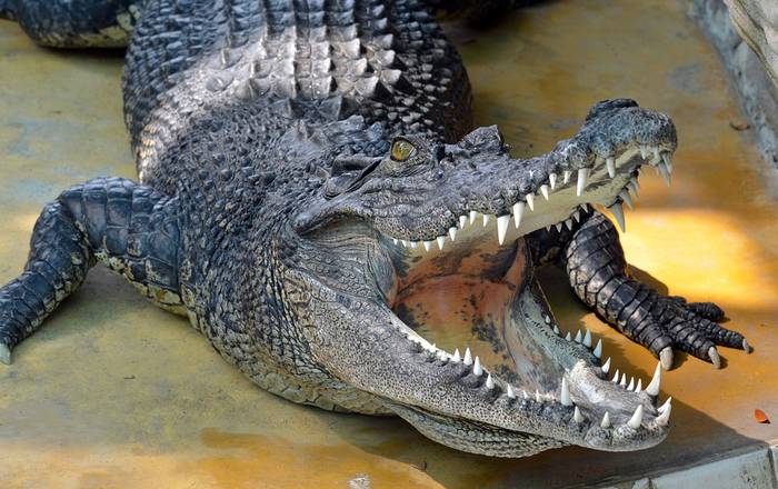 Пасть крокодила, фото фотография рептилии