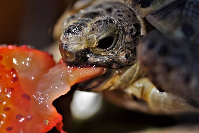 Черепаха ест клубнику, фото фотография рептилии