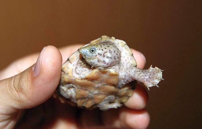 Килеватая мускусная черепаха (Sternotherus carinatus), фото фотография рептилии