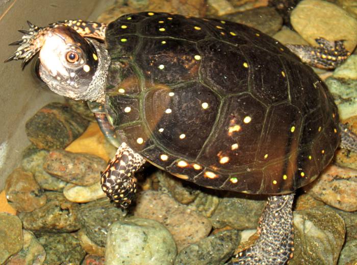 Пятнистая черепаха (Clemmys guttata), фото фотография рептилии