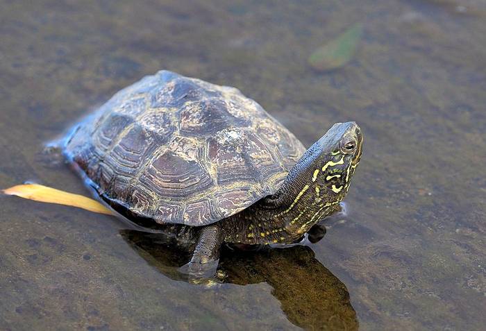 Китайская трёхкилевая черепаха (Mauremys reevesii), фото фотография рептилии