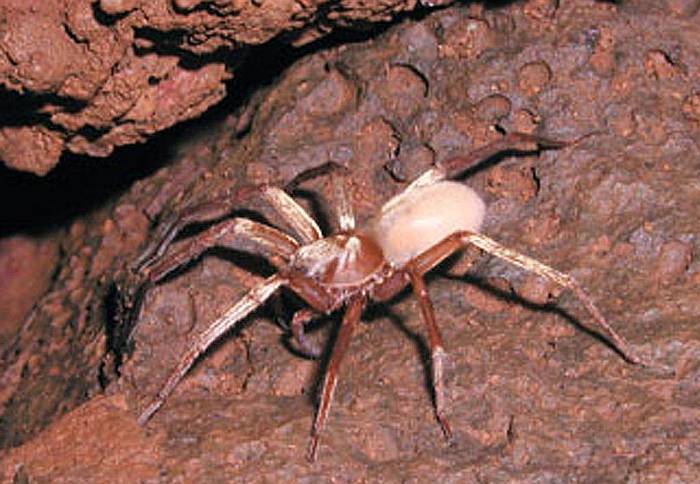 Пещерный гавайский паук-волк (Adelocosa anops), фото фотография пауки