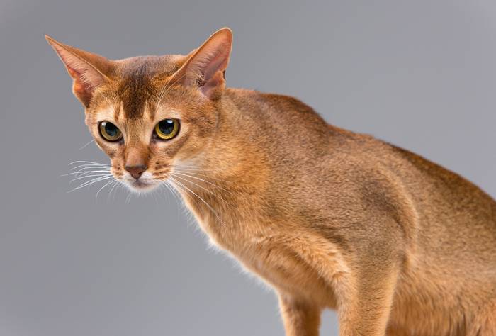 Абиссинская кошка, фото фотография кошки