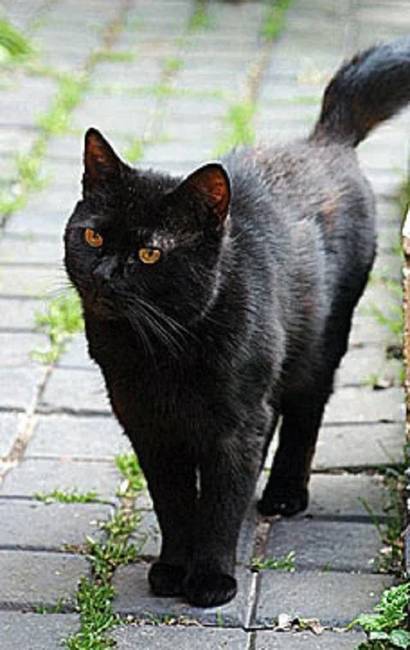 Кот Тинкер, фото фотография кошки