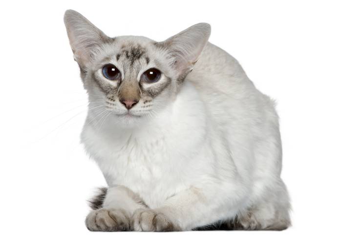 Балинезийская кошка, балинез, фото фотография картинка кошки