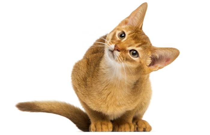 Абиссинская кошка, фото породы кошек картинка фотография