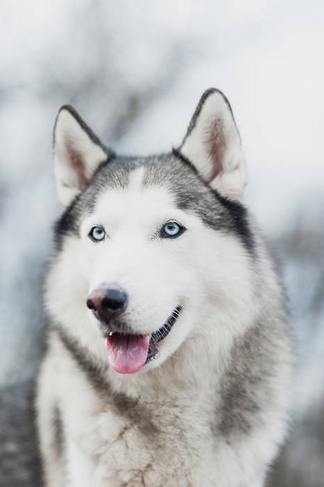 Сибирские хаски, фото породы собак фотография