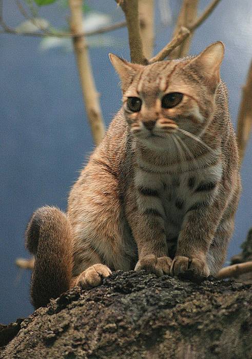 Ржавая кошка, пятнисто-рыжая кошка (Prionailurus rubiginosus), фото фотография кошки