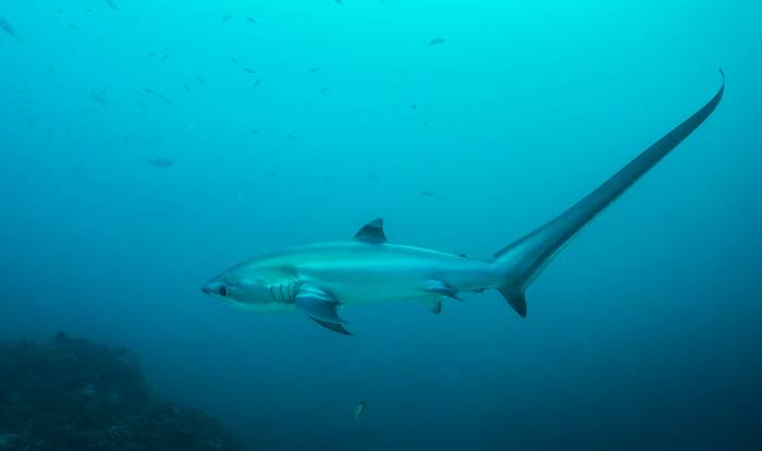 Лисья акула (Alopias sp.), фото фотография рыбы
