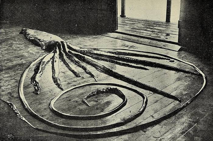 Гигантский кальмар архитеутис (Architeuthis), фото фотография беспозвоночные