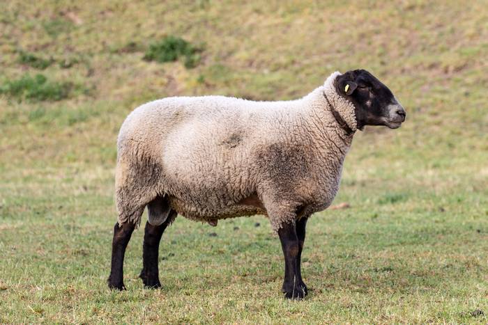 Суффолькская порода овец, баран, фото фотография