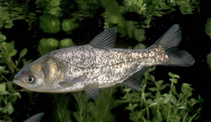 Белый толстолобик (Hypophthalmichthys molitrix), фото фотография рыбы