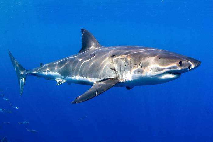 Большая белая акула (Carcharodon carcharias), фото фотография рыбы