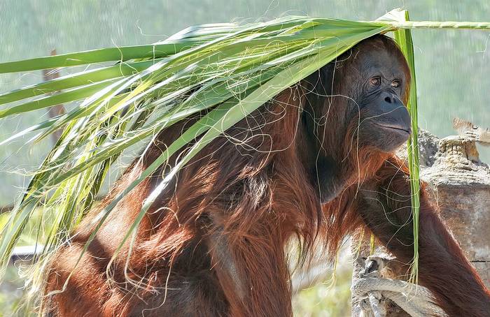Суматранский орангутан (Pongo abelii), фото фотография обезьяны