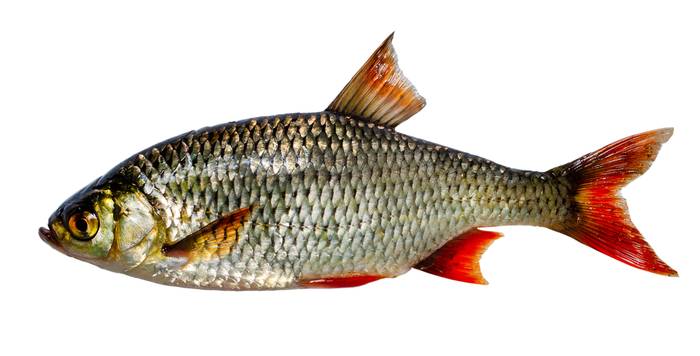 Краснопёрка, или красноглазка (Scardinius erythrophthalmus), фото фотография рыбы