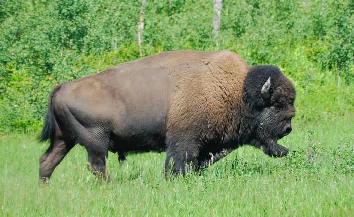 Степной бизон (Bison bison bison), фото фотография быки
