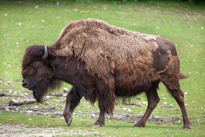 Лесной бизон (Bison bison athabascae), фото фотография быки