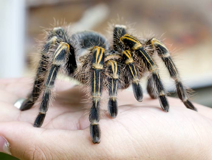 Брахипельма Смитти (Brachypelma smithi), фото фотография пауки