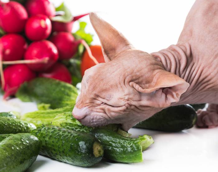 Сфинкс ест огурцы, фото фотография кошки