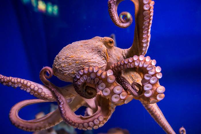 Осьминог обыкновенный (Octopus vulgaris), фото фотография беспозвоночные