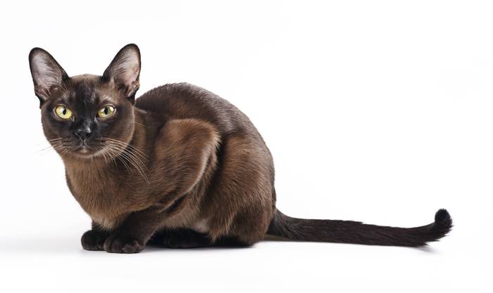 Бурманская кошка, породы кошек фото фотография