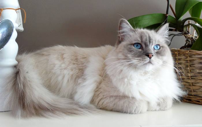 Невская маскарадная кошка, породы кошек фото фотография
