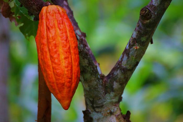 Какао, шоколадное дерево (Theobroma cacao), плод, фото фотография деревья
