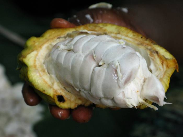 Вскрытый плод какао, шоколадного дерева (Theobroma cacao), плод, фото фотография деревья