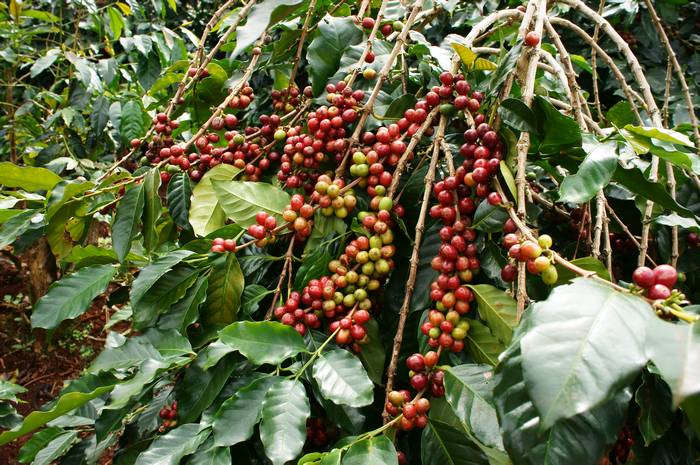 Кофе аравийский, или аравийское кофейное дерево (Coffea arabica), фото фотография деревья
