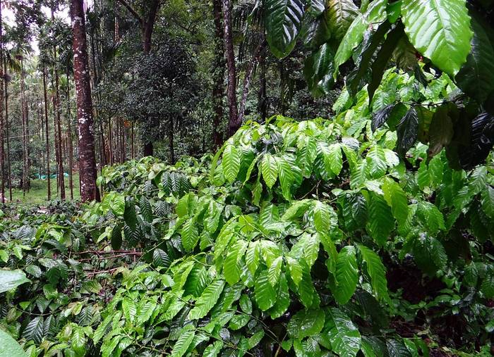 Конголезский кофе, или кофе робуста (Coffea canephora), фото фотография деревья