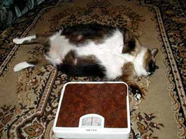 Самая толстая кошка России Кэти, фото фотография кошки