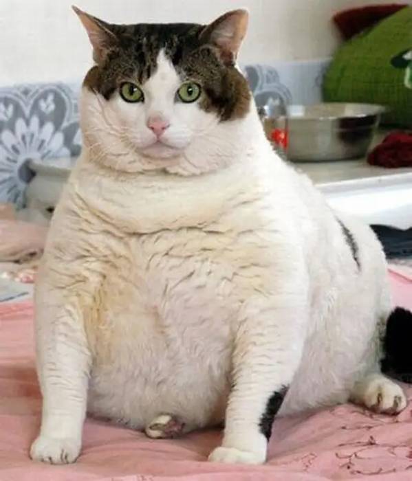 Толстый кот Химми из Австралии, фото фотография кошки