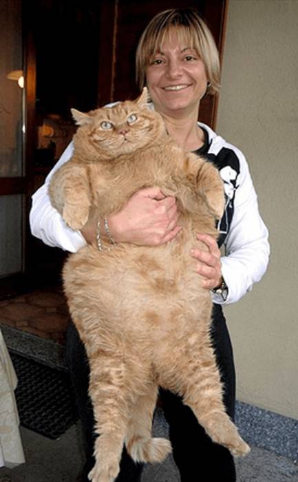 Кот Тулле из Дании весит 19 килограмм, фото фотография кошки