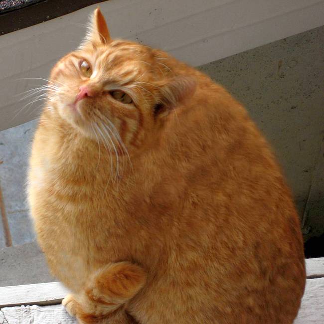 Кошка Кайли весит 18,5 кг, фото фотография кошки