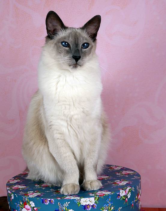 Балинез (балийская кошка), фото породы кошки фотография картинка