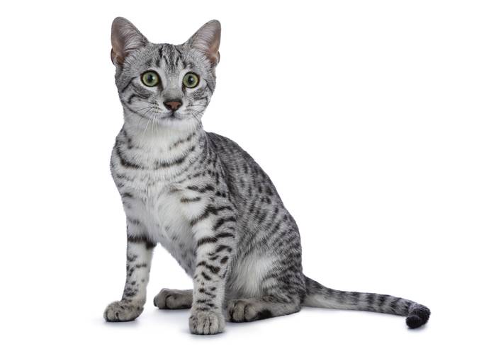 Египетский мау котенок, фото породы кошек фотография картинка