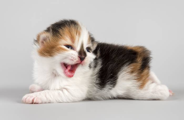Котенок кимрика, фото фотография кошки
