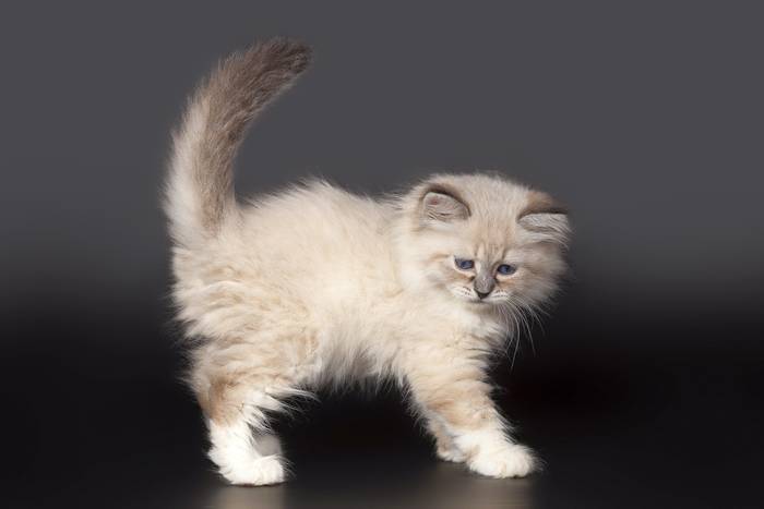 Котёнок  невской маскарадной кошки, фото фотография