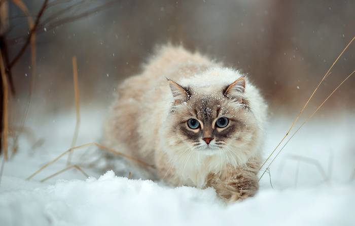 Невская маскарадная кошка, фото фотография