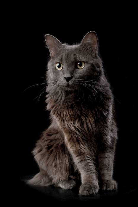 Нибелунг, фото породы кошки фотография картинка
