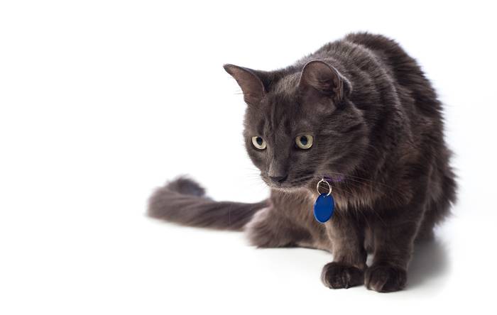 Нибелунг, длинношерстная русская голубая кошка, фото породы кошек фотография