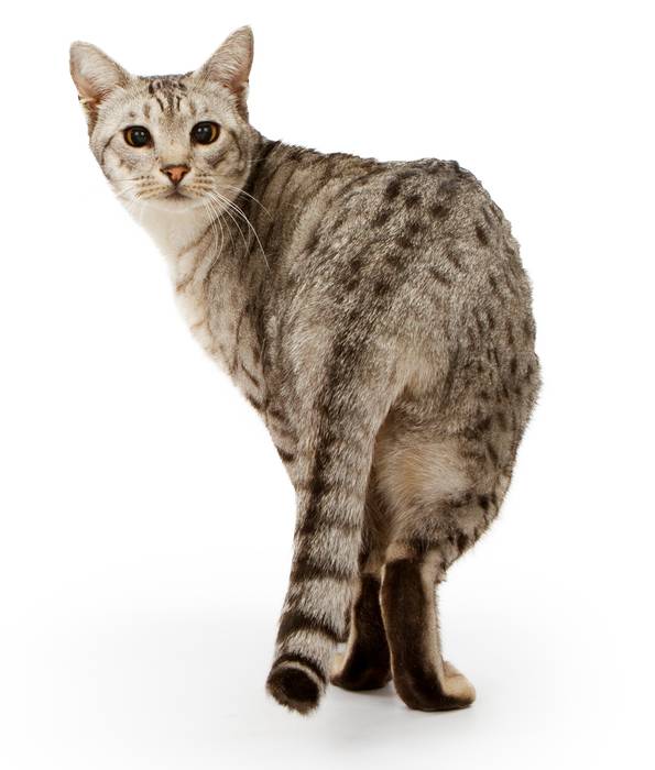 Оцикет кошка, фото породы кошек фотография картинка