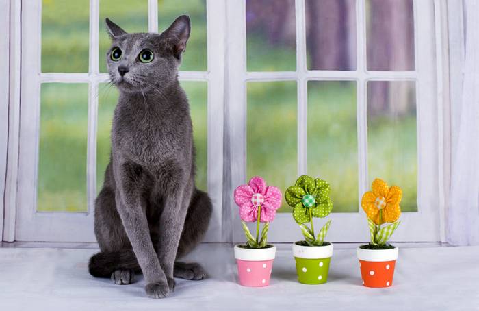 Русский голубой кот кошка, фото фотография