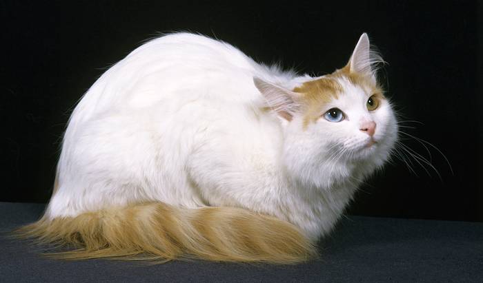 Турецкий ван, фото фотография кошки