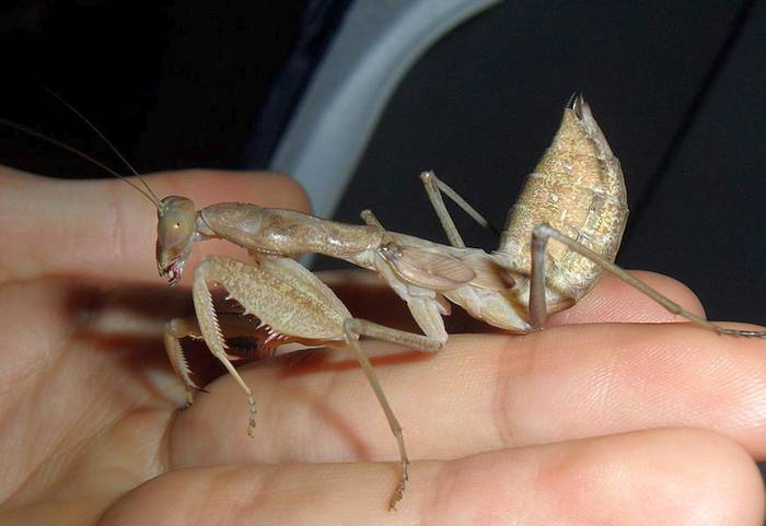 Африканский богомол, самка (Sphodromantis centralis), фото фотография насекомые