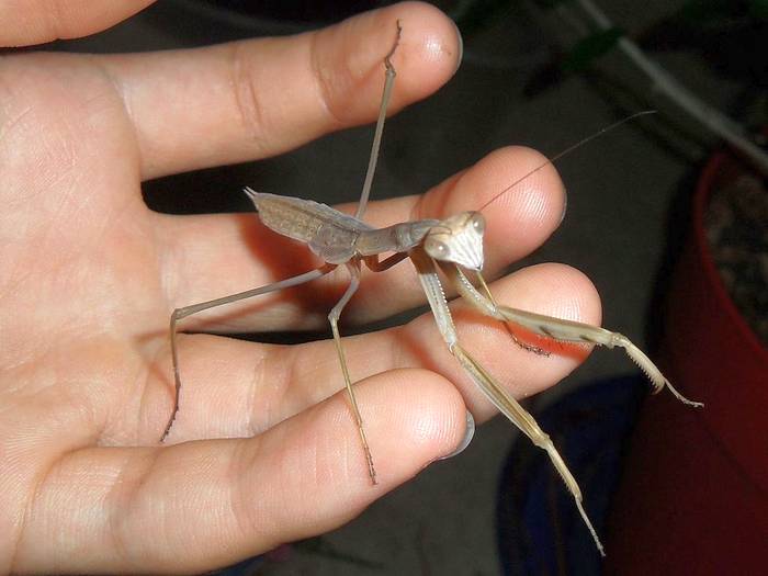 Китайский богомол (Tenodera sinensis), незрелая самка, фото фотография насекомые